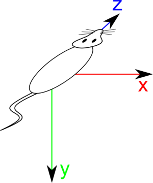 Patient Space definition for QUADRUPED specimen